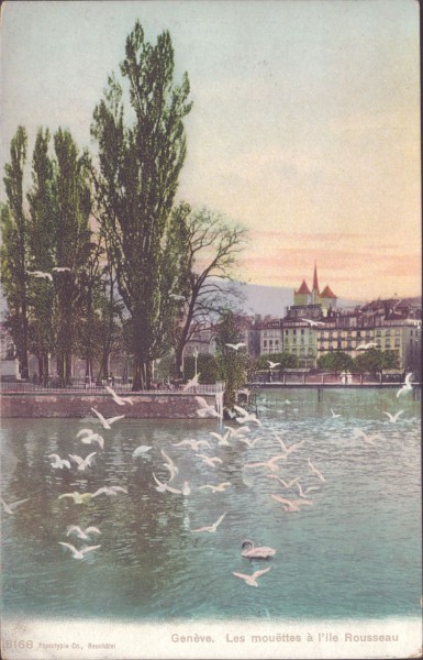 Genève - Les mouëttes à l'ile Rousseau
