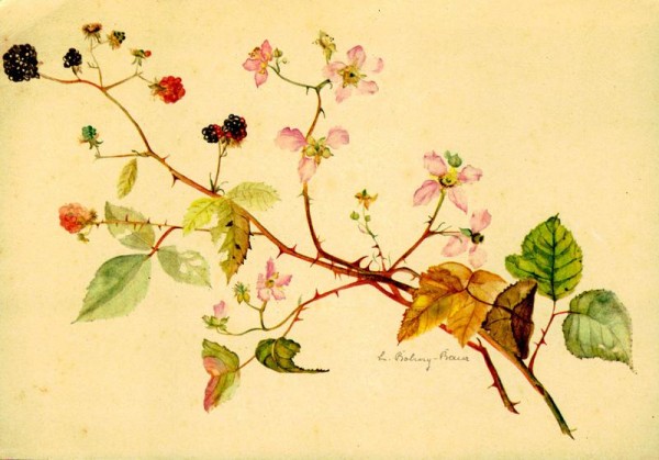 Bromberzweig Vorderseite