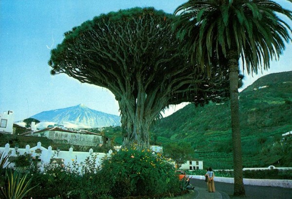 Der wahrscheinlich älteste Drachenbaum der Welt, der "Drago milenario" auf Teneriffa Vorderseite