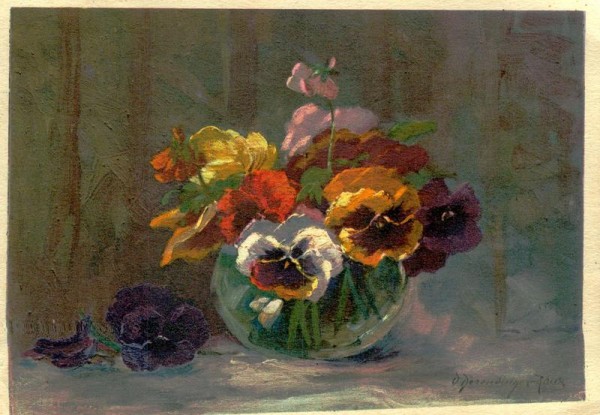 Stiefmütterchen Vorderseite