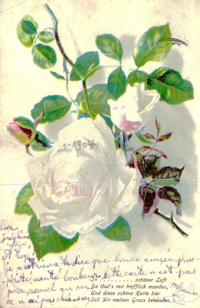 Weisse Rosen Vorderseite