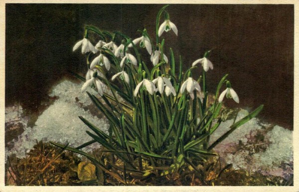 Schneeglöckchen Vorderseite