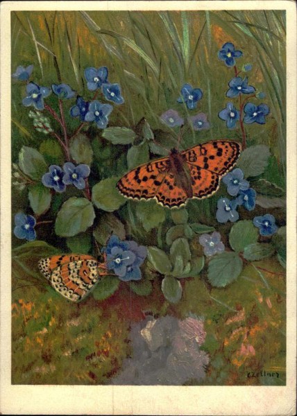 Roter Scheckenfalter - Mélitée orangée Vorderseite