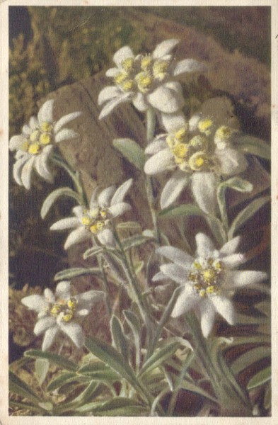 Edelweiss