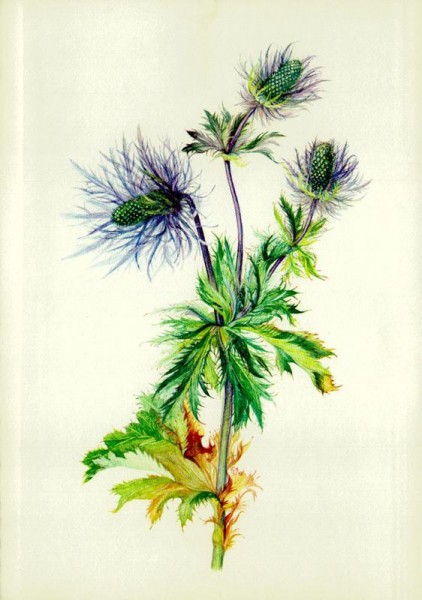 Alpen-Mannstreu Vorderseite