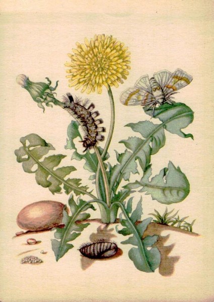 Maria Sibylla Merian (1647-1717): Löwenzahn mit Wollfuss-Spinner Vorderseite