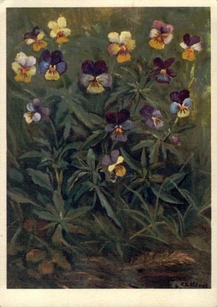 Violaceae: Viola tricolor, Stiefmütterchen  Vorderseite