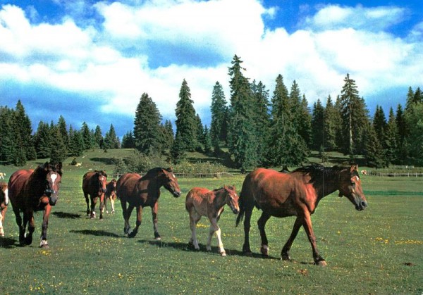 Au Pâturage du Jura Vorderseite