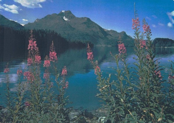 Am Silsersee im Oberengadin, Lupinen  Vorderseite