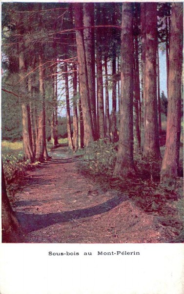 Unterholz bei Mont-Pélerin Vorderseite