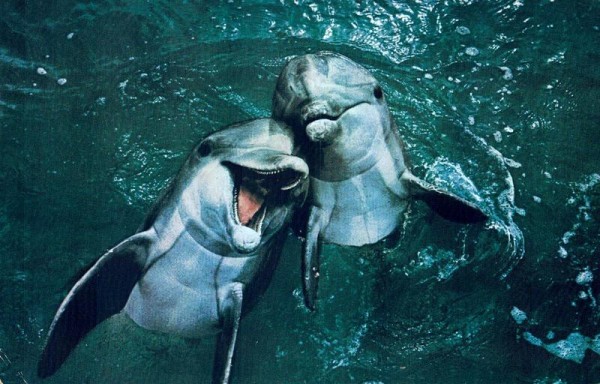 Bottlenose Dolphins Vorderseite