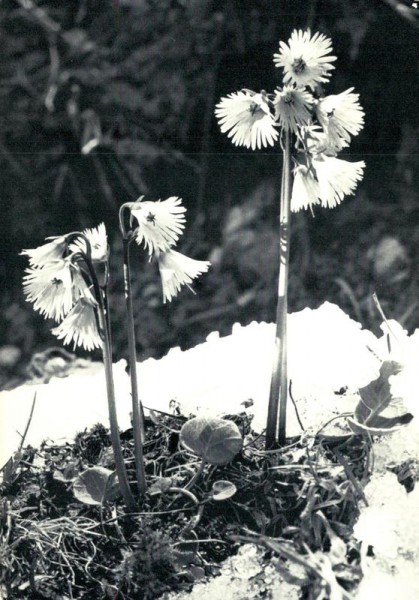 Soldanellen Vorderseite