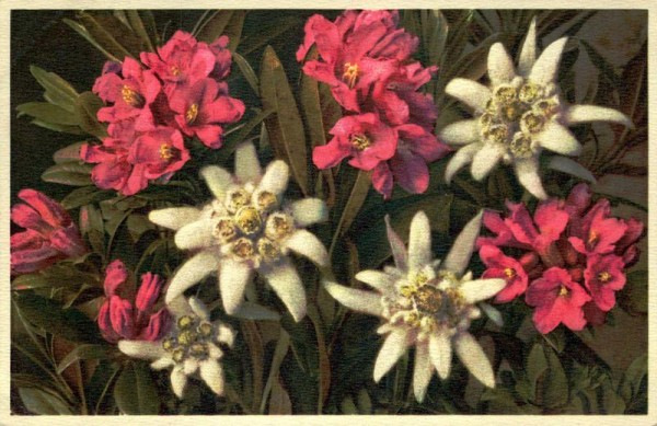 Rostblättrige Alpenrose Vorderseite