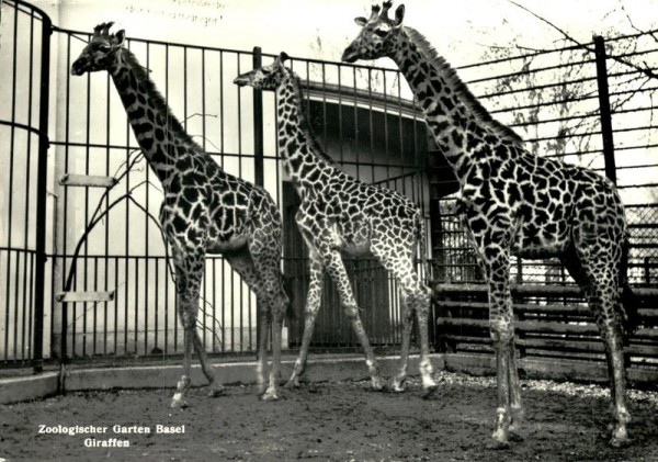 Zoologischer Garten Basel, Giraffen Vorderseite