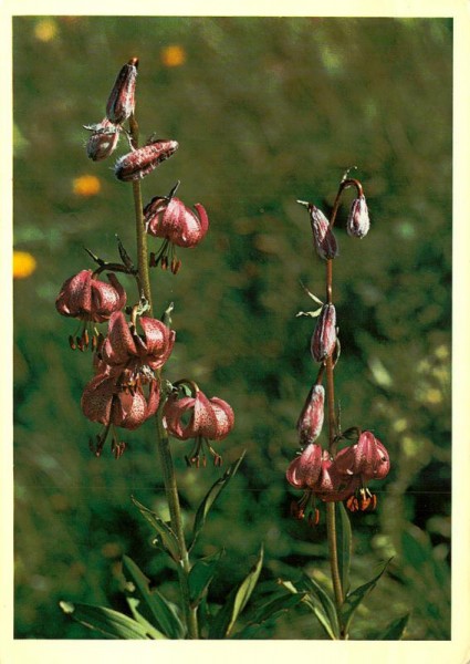 Türkenbund Vorderseite