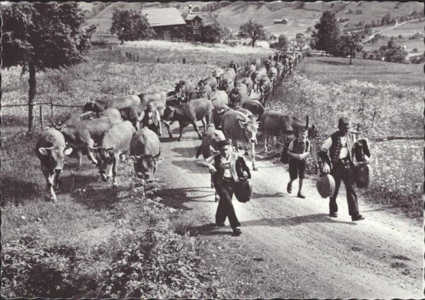 Toggenburg
 Vorderseite