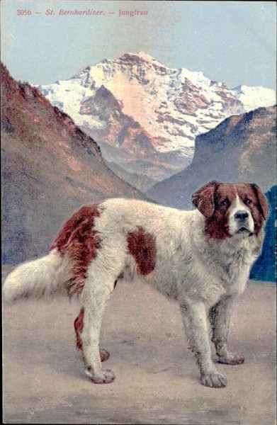 St. Bernhardiner, Jungfrau Vorderseite