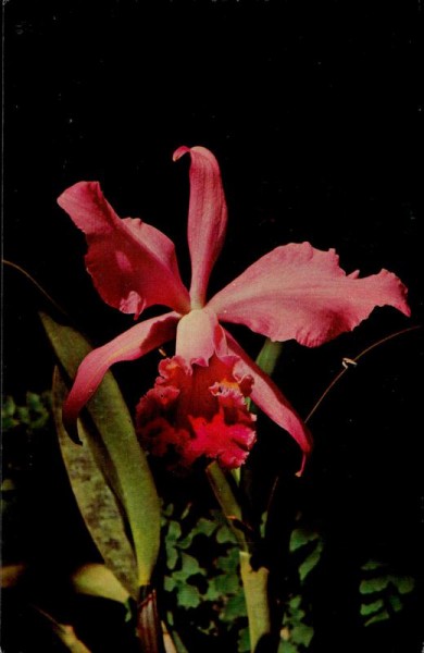 Cattleya Hybrid Vorderseite