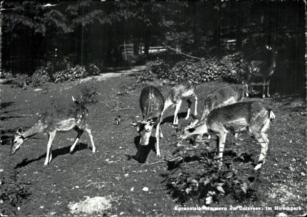 Mammern, Kuranstalt, Hirschpark Vorderseite