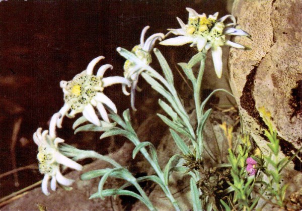 Leontopodium Alpinum Stella Alpina (Edelweiss)
