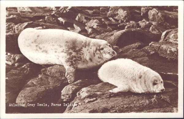 Robben, Farne-Inseln Vorderseite