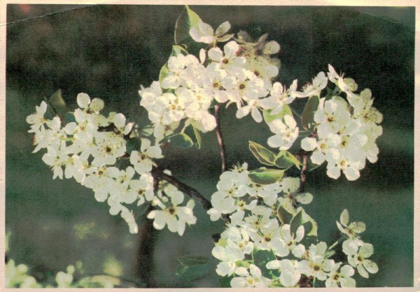 Kirschblütenzweig Vorderseite