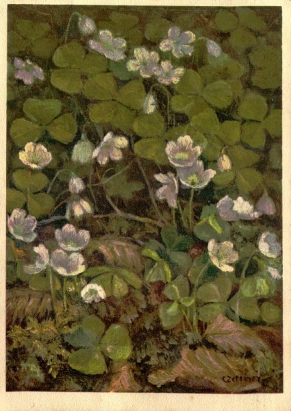 Gemeiner Sauerklee Vorderseite