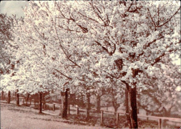 Frühling im Thurgau Vorderseite