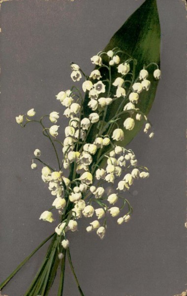 Maiglöckchen Vorderseite