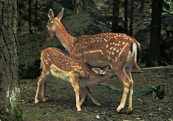 Damhirschkuh mit Kitz Vorderseite
