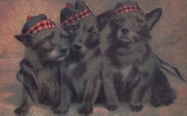 Drei Hunde mit Hut Vorderseite