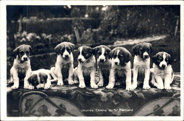 Jeunes Chiens du St. Bernard Vorderseite