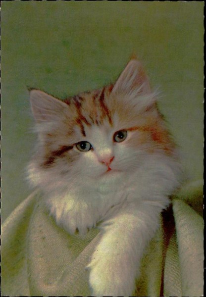 Katze Vorderseite
