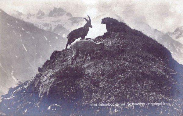 Steinböcke im Schweizer Hochgebirge