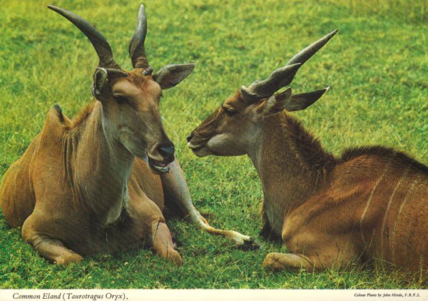 Elenantilope