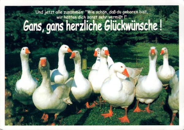 Gänseschar in freier Natur Vorderseite