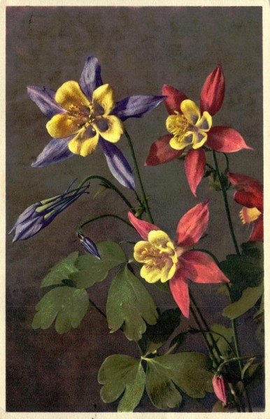 Garten-Akelei Vorderseite