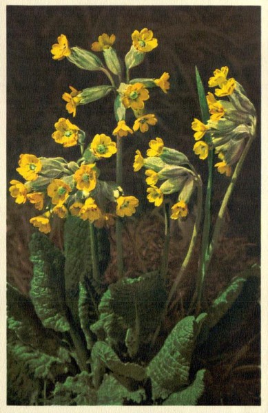 Echte Schlüsselblume Vorderseite