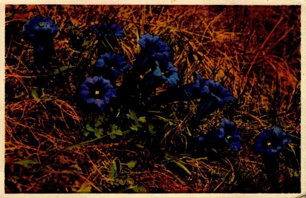 Stengelloser Enzian Vorderseite