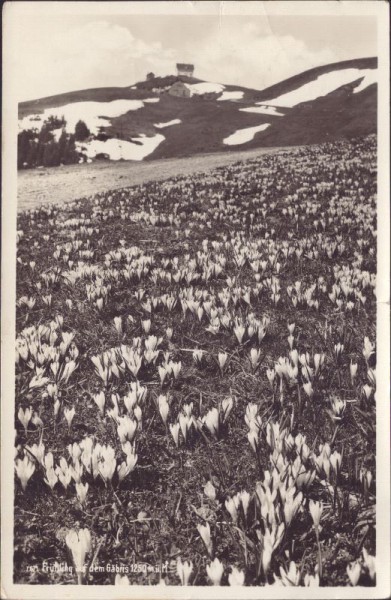 Frühling auf dem Gäbris
