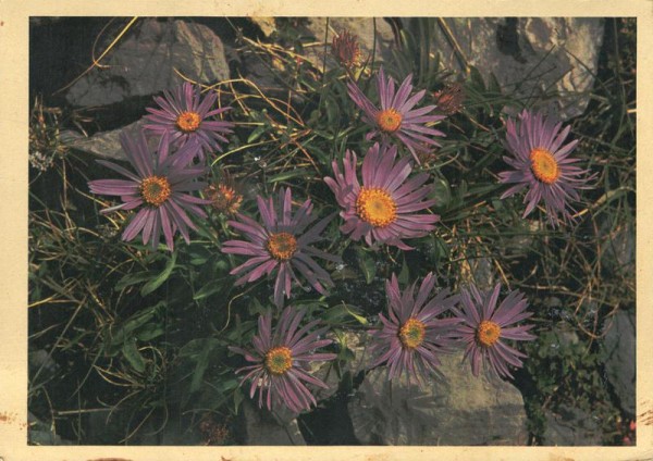 Alpen-Aster Vorderseite