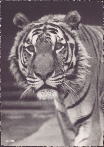 Sibirischer Tiger, Zoologischer Garten Zürich