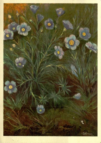 Alpen-Lein Vorderseite