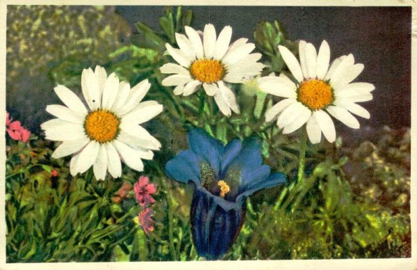 Stengelloser Enzian Vorderseite