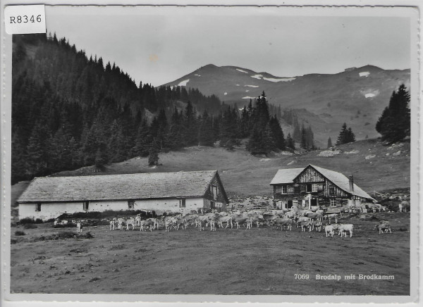 Brodalp mit Brodkamm - Kuhherde vaches cows