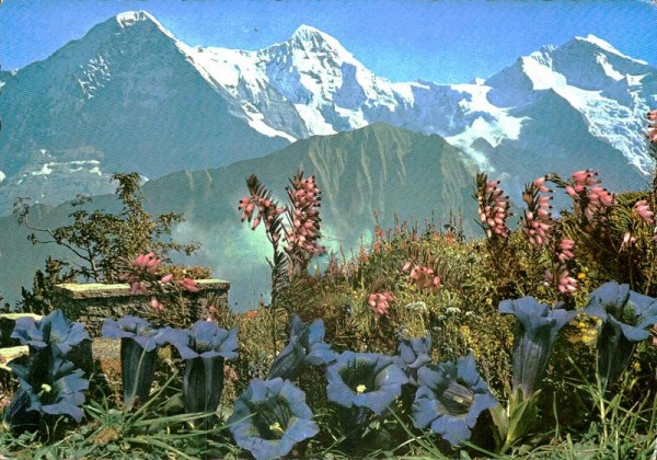 Alpenblumen auf Schynige Platte Vorderseite
