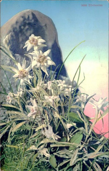 Edelweiss (Frutigen) Vorderseite