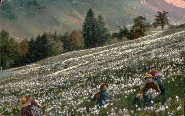 Narzissenfeld Vorderseite