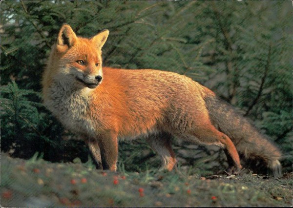 Fuchs Vorderseite