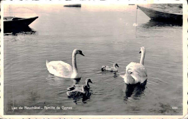 Famille de cygnes, Lac de Neuchâtel Vorderseite